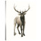 Custom Majestic Wildlife II Mirror Wrapped Canvas