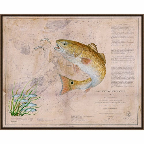 Texan Redfish Framed Canvas