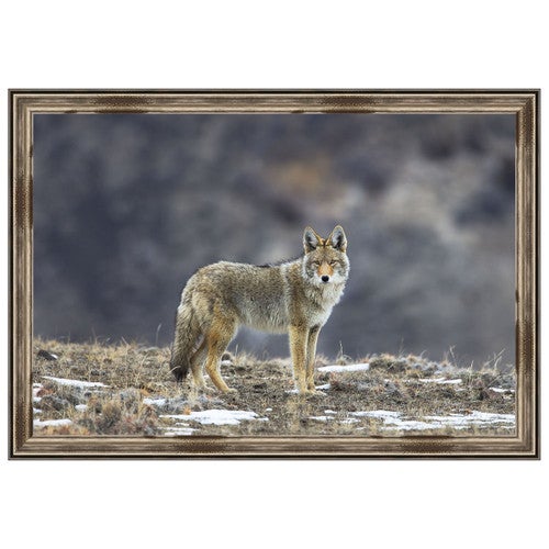 Yellowstone Coyote Framed Print