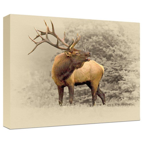 Bugling Bull Elk Gallery Wrapped Canvas
