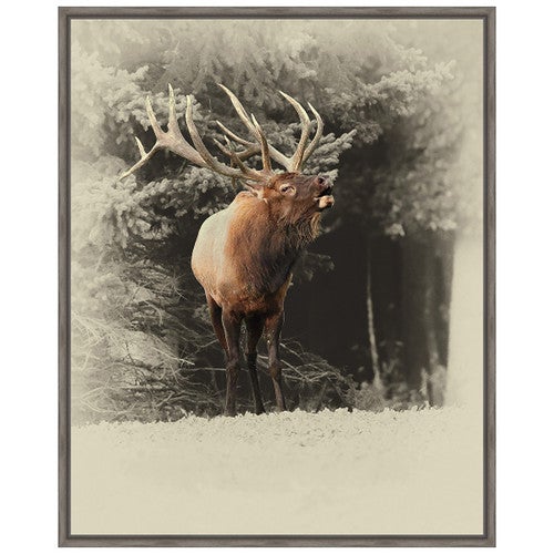Bugling Elk Framed Canvas