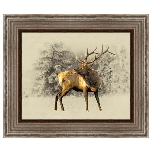Bull Elk Framed Canvas