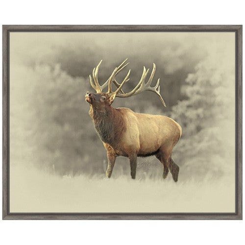 Bull Elk II Framed Canvas