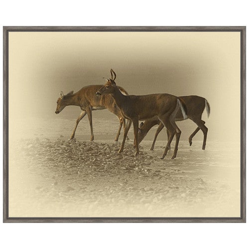 Early Morning Deer Trio Framed Canvas