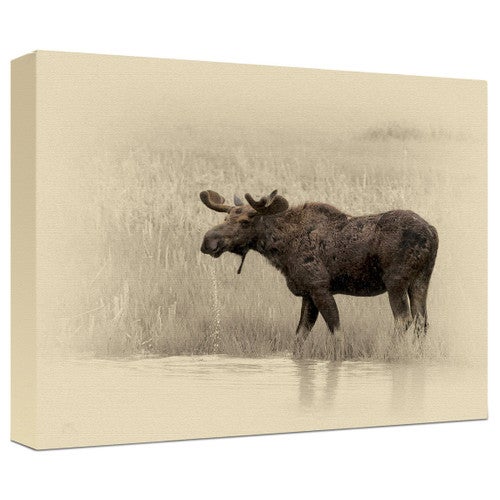Moose Gallery Wrapped Canvas