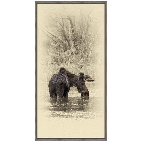 Moose II Framed Canvas