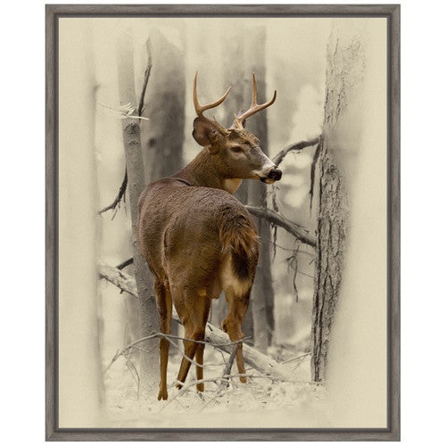 Ohio Buck Framed Canvas