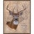Texan Buck Framed Canvas