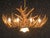 Whitetail 12 Antler Cascade Chandelier w/Downlight - SALE