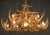 Whitetail 24 Antler Chandelier w/Downlight - SALE