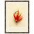 Macro Lures VIII Framed Print