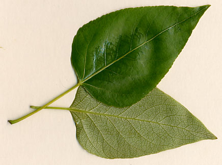 Balsam Poplar