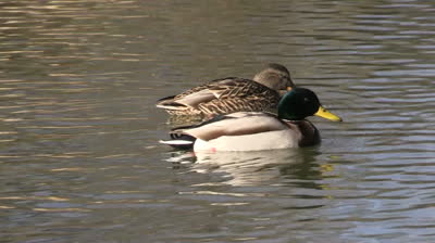 Mallards