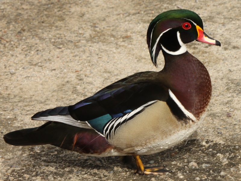 Wood Duck