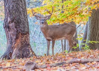 Deer Camp 101: What You Really Need to Know for Opening Day!