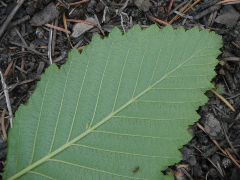 Red Alder