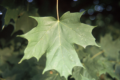 Sugar Maple