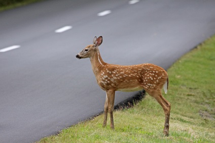 The Causes and Effects of Deer Overpopulation
