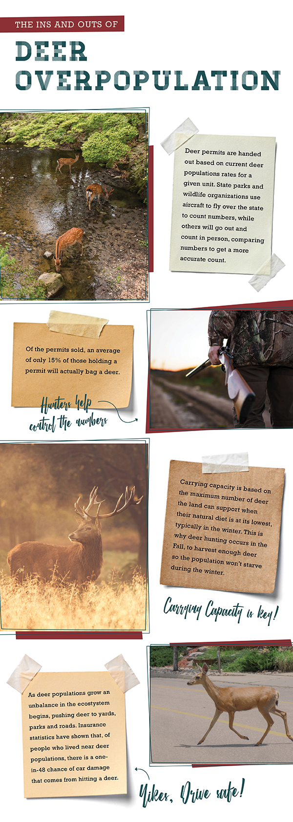 What are the Causes and Effects of Deer Overpopulation? - Camo Trading