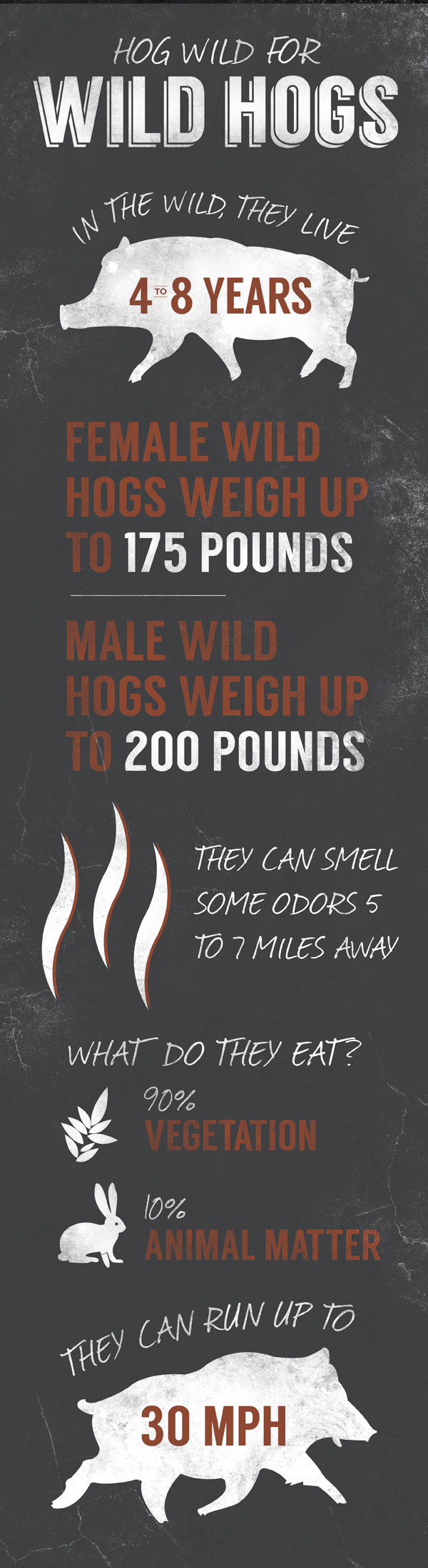 Wild Hogs Infographic